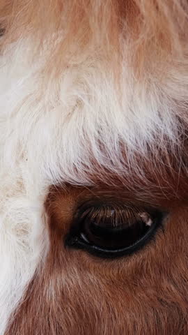 Closeup of a brown horse head with long hair.