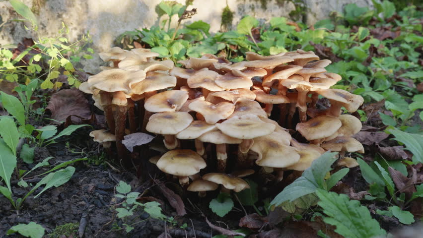 Cluster of small mushrooms in the forest
