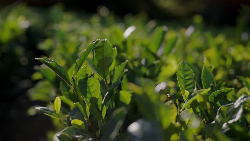 Close-up of vibrant green tea leaves glistening with dew in the morning light on a serene plantation in Portugal. Sunlit Fresh Tea Leaves in a Lush Portuguese Plantation