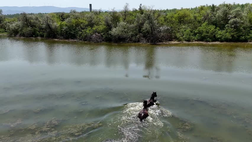A drone footage of the wild horses bathing in the Danube off the shore of Ostrovul Moldova Veche island, Romania, on a sunny day