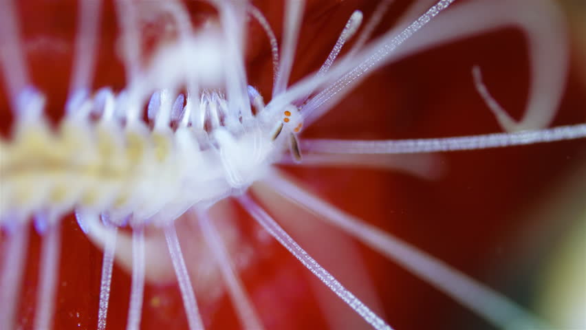 Worm Amblyosyllis finmarchica under microscope, family Syllidae. White Sea