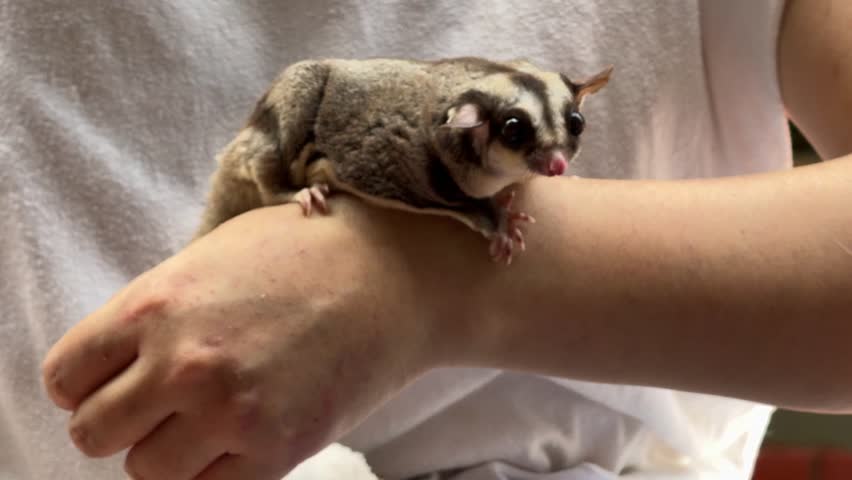 Two sugar gliders are eating and relaxing on their owner's lap during the daytime.