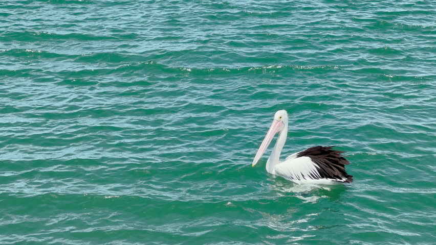 Pelican Floating on Ocean Waters in NSW