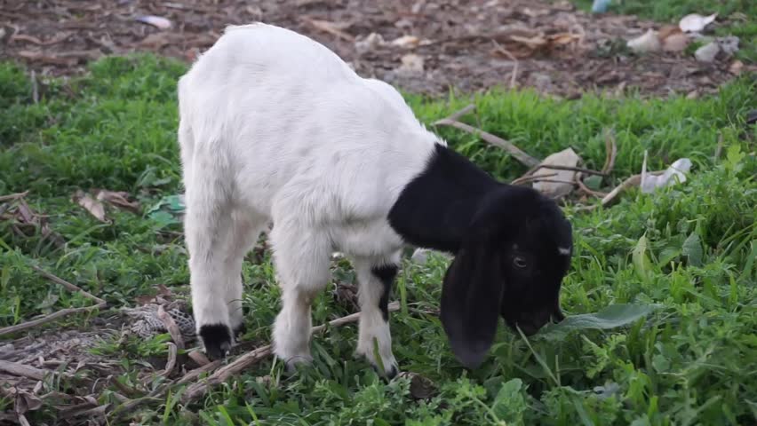 Adorable small goats are playing on a green meadow, Playful young goats are grazing green grass on a field, Playful cute little goat
