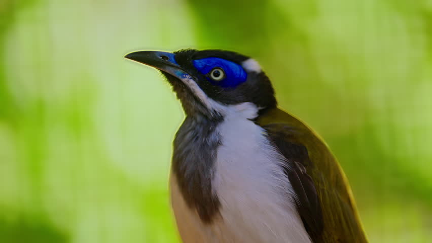 Exotic bird with blue spot. Close up