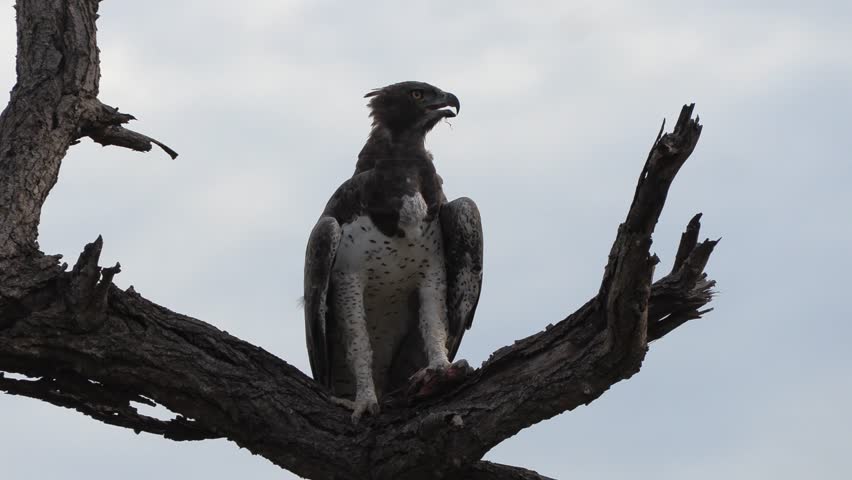 A majestic Martial eagle perched on a branch with prey in its talons. South Africa.