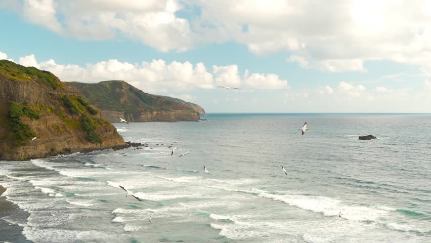 Gannet Colony at a famous nesting site of Muriwai Beach in New Zealand.