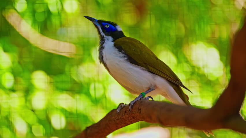 Exotic bird with blue spot
