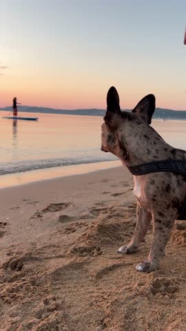 cute french bulldog at sunrise on the beach summer concept vertical