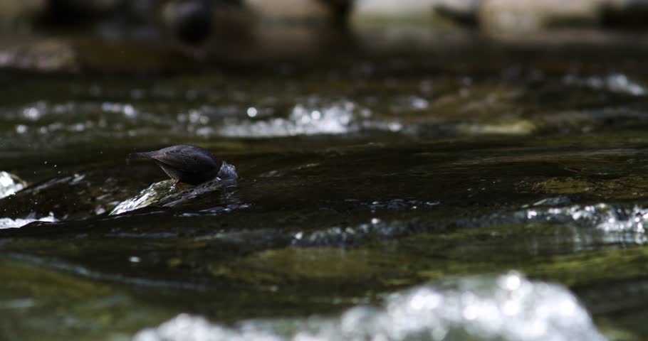 An American dipper bird dives into fast flowing river to forage for food in slow motion.