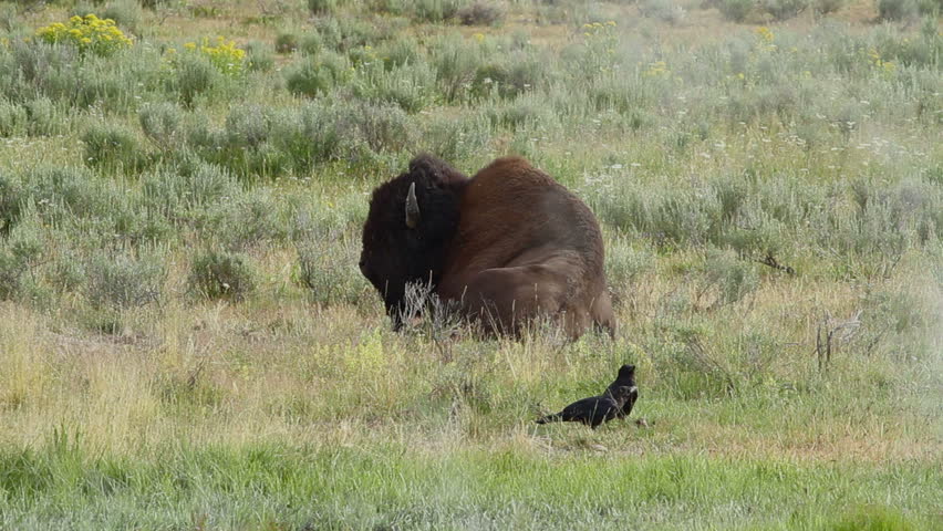 Buffalo bull sits chewing the cud with birds walking around in front of him in