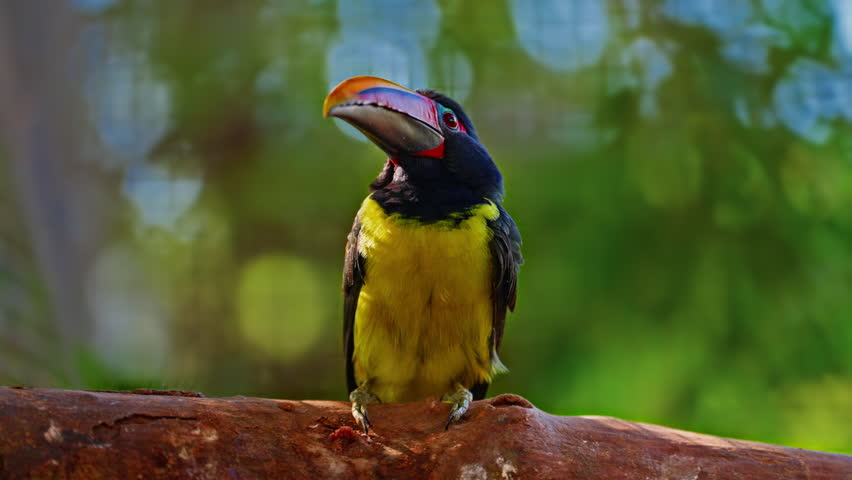 A toucan with yellow plumage on its chest sits on a branch