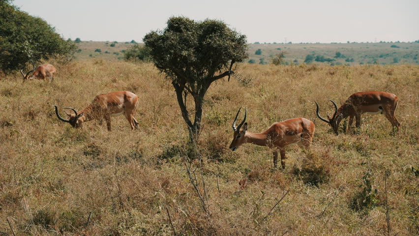 Grazing Impalas in the African Savanna