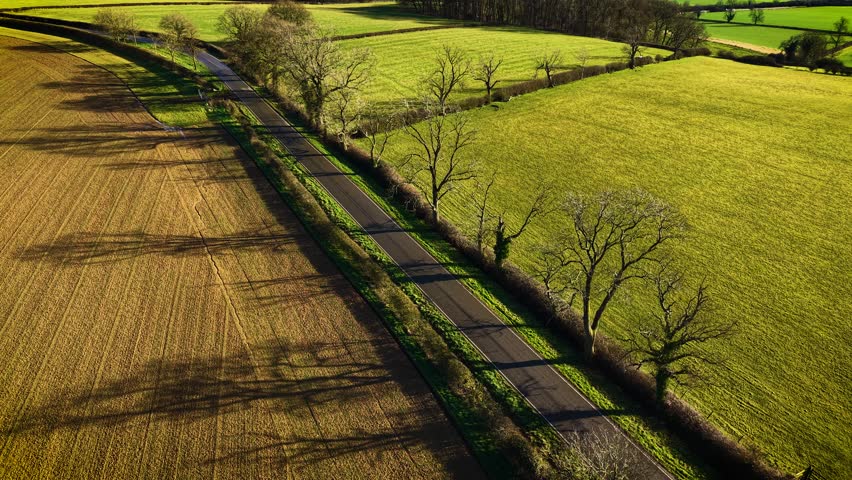 Empty road between fields with trees casting long shadows. Picturesque rural road at sunset in United Kingdom. Deserted pathway amid meadows with branches forming extended silhouettes