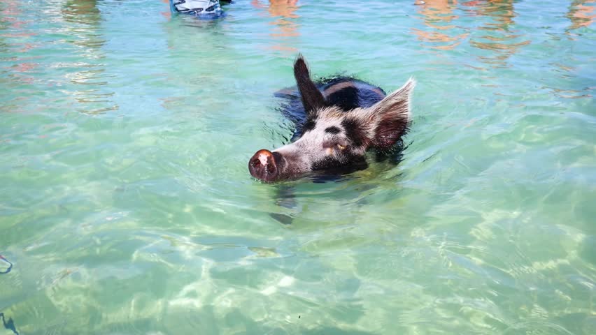 The swimming pigs of the Exumas Islands, Bahamas, Caribbean