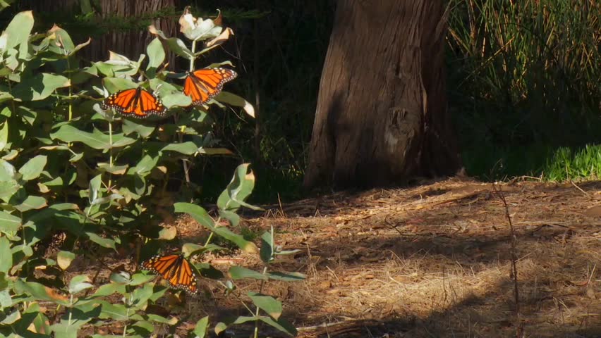 Monarch butterflies rest on a branch swaying in the wind at Pismo Beach, CA, USA