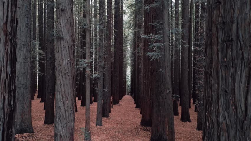 Aerial footage flying through the Redwood Forest in East Warburton, Victoria, Australia.