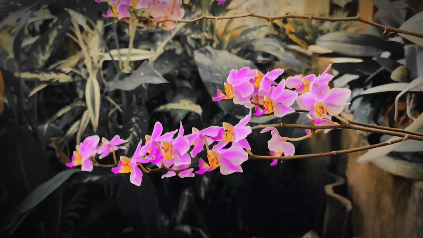 Orchid flowers with their beautiful colors bloom in the cool morning