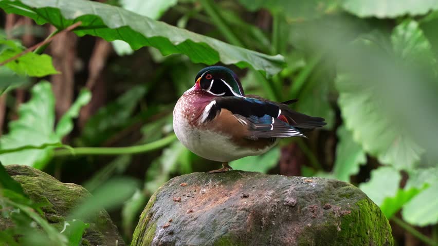 A male Wood duck (Aix sponsa) perched on the rock with fluff up feathers, preening and grooming its beautiful iridescent plumage with its beak, close up shot of wildlife in nature.