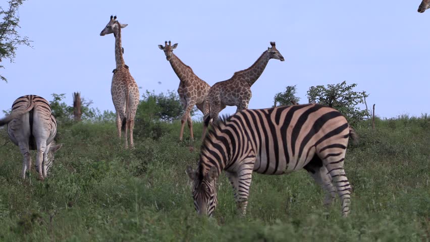 Zebra and giraffes peacefully co-exist in the wild of Africa.