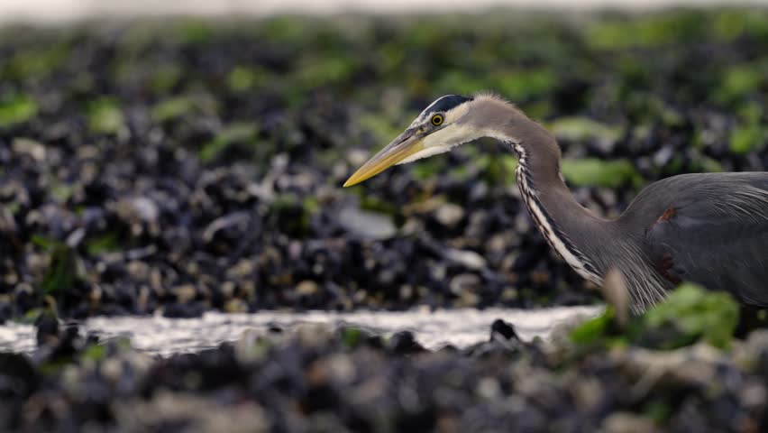 A great blue heron catches fish at low tide in slow motion.