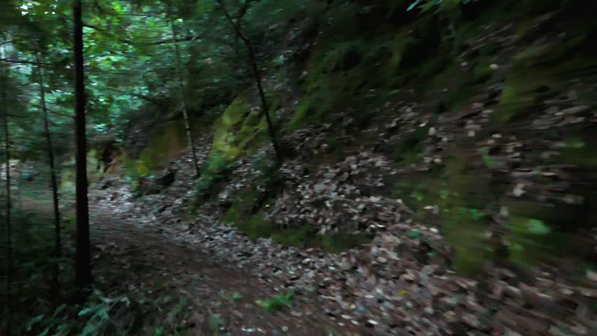 Trails On Redwood Forest National Park In King
