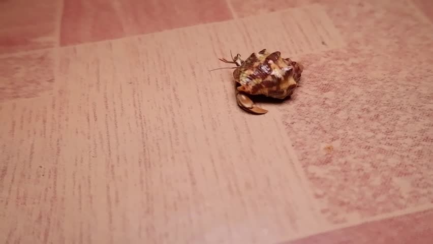 Hermit Crab Walking on the Floor