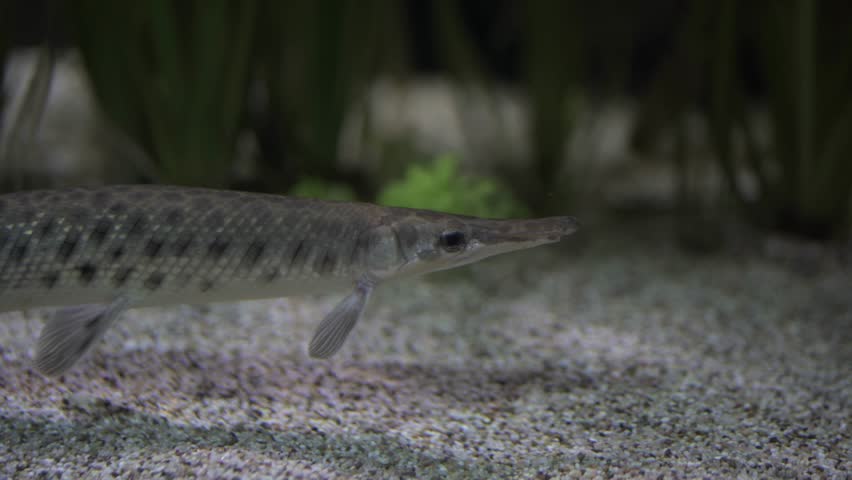 Spotted gar, Lepisosteus oculatus is freshwater fish native to North America has an abundance of dark spots on its head, fins, and dart-like body. Fish among the underwater vegetation. Cancer risk. 