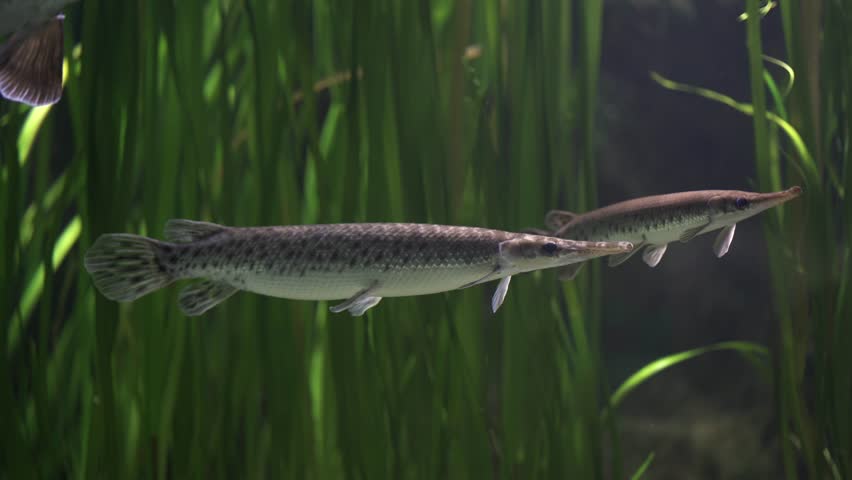 Spotted gar, Lepisosteus oculatus is freshwater fish native to North America has an abundance of dark spots on its head, fins, and dart-like body. Fish among the underwater vegetation. Cancer risk. 