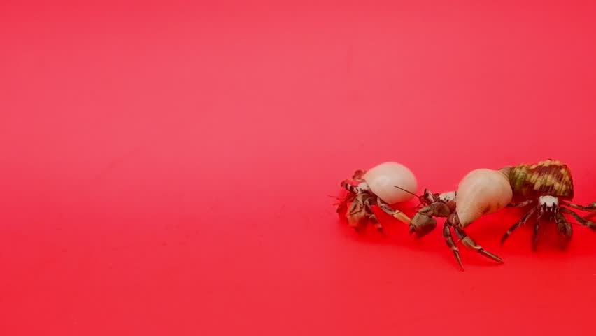 Several Hermit Crabs on a Red Background