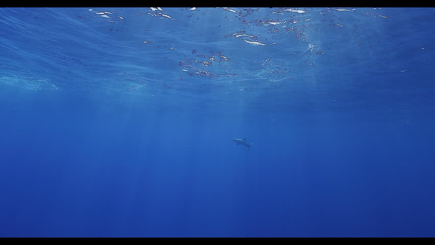 An oceanic whitetip shark (Carcharhinus longimanus) swims just below the surface, illuminated by beams of sunlight piercing the deep blue. Its long, rounded fins move gracefully as it navigates the op