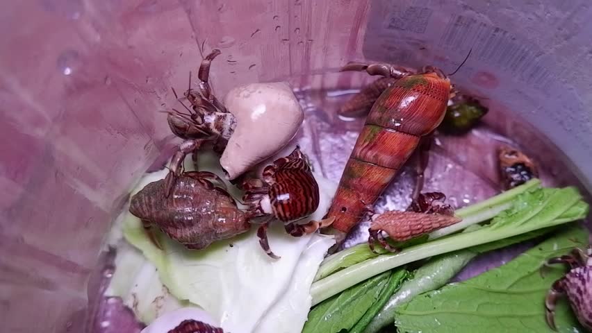 Several Hermit Crabs on Leaves
