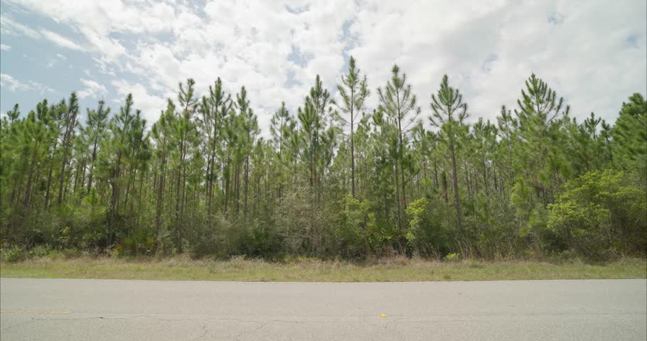 Wide static shot of trees behind road in Apalachicola Forrest in St Marks, Florida Panhandle. Clouds in and out. For projects requiring longer clips in higher resolution, visit StockPlates.