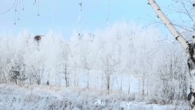Beautiful winter landscape. Trees covered with frost against the blue sky. Birch grove. Frosty weather. Anticyclone. Clear frosty day. White forest. High quality 4k footage. - Powered by Shutterstock - Get 15% off with code: PIKWIZARD15
