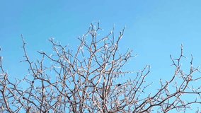 Hawthorn tree branches with thorns covered with hoarfrost against the blue sky background. Bottom view. Winter season. Frozen garden details. Beauty in nature. Frosty sunny weather. Anticyclone. 4K. - Powered by Shutterstock - Get 15% off with code: PIKWIZARD15