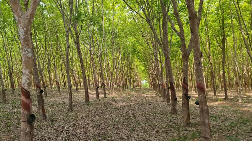 View of rubber tree rows in a rubber plantation in eastern Thailand, filmed from a moving vehicle by mobile phone.