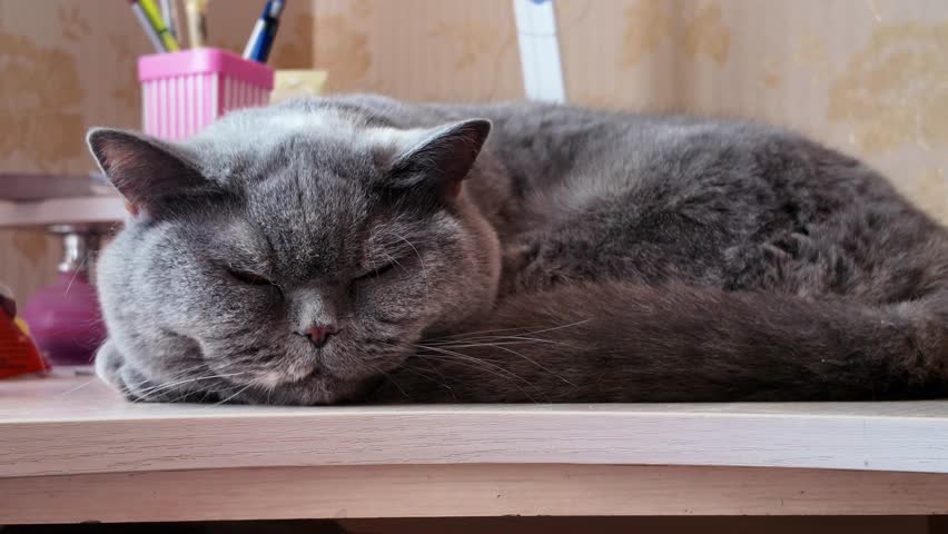 cat sleeping on the table. gray british cat sleeping on the table. lazy cat sord.