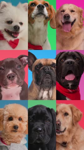 split screen collage of lovely dogs of different breeds panting and barking on colorful background