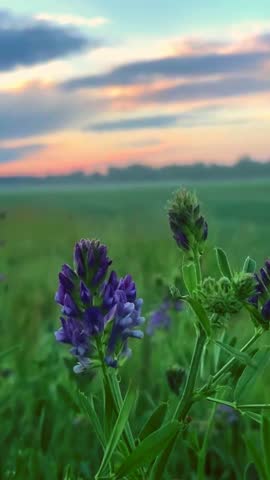 Purple flowers of alfalfa in the field