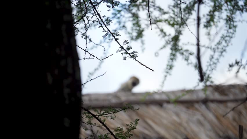 4K Video of Young Curious Vervet Monkey being inquisitive and cautious while looking straight into the camera