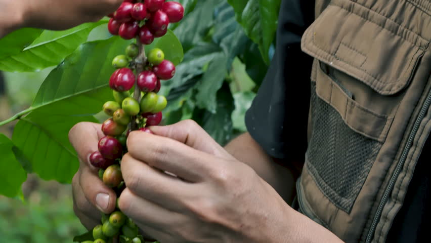Coffee farmer picking ripe cherry beans, Fresh coffee bean in basket, Close up of red berries coffee beans.