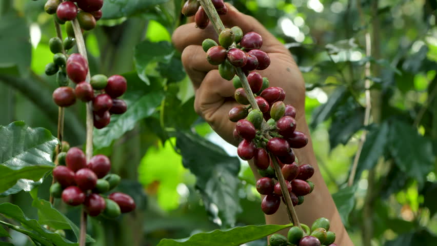Coffee farmer picking ripe cherry beans, Fresh coffee bean in basket, Close up of red berries coffee beans.