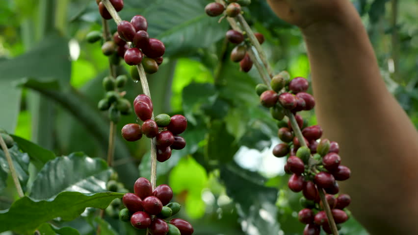 Coffee farmer picking ripe cherry beans, Fresh coffee bean in basket, Close up of red berries coffee beans.