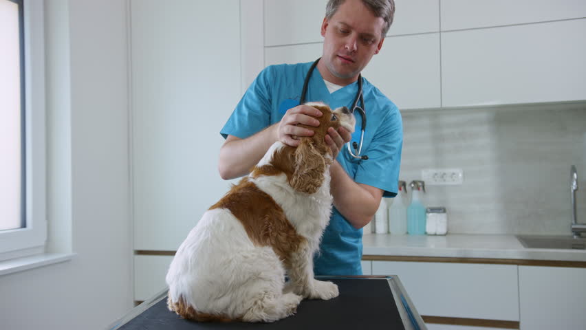 Male veterinarian checking the dog's eyes during a general wellness exam in the veterinary clinic, handheld shot. Pet ophthalmologist concept.