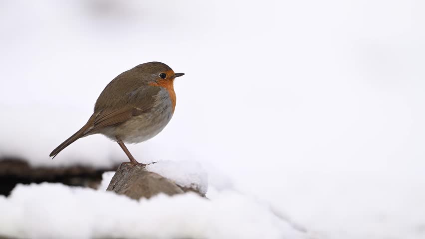 European Robin Erithacus rubecula standing on a rock in the snow during winter runs away. Slow motion.