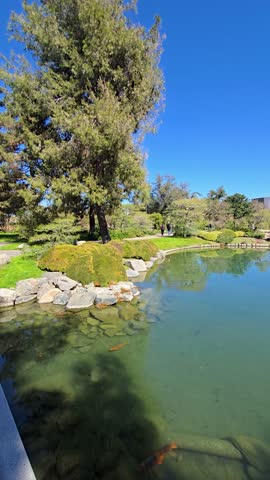 footage of the Japanese Friendship Garden, a Japanese stroll garden with a lake and lush green trees, grass and plants in Phoenix Arizona USA