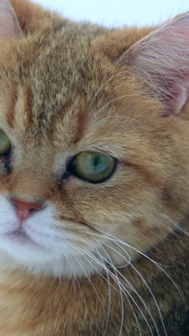 Vertical shot of Scottish straight sweet cat wandering in white room background. High quality footage with perfect light. Close-in of a beautiful cat looking at camera.