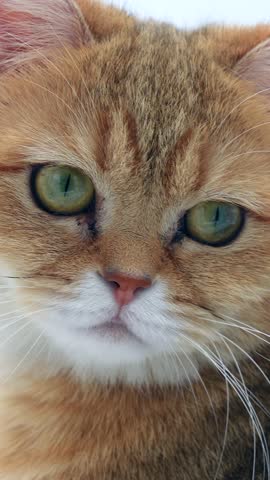 Vertical shot of Scottish straight sweet cat wandering in white room background. High quality footage with perfect light. Close-in of a beautiful cat looking at camera.