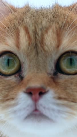 Vertical shot of Scottish straight sweet cat wandering in white room background. High quality footage with perfect light. Close-in of a beautiful cat looking at camera.
