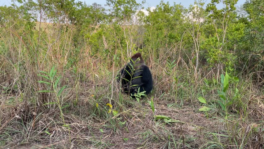 Rare Gorilla spotted  in the African jungle.